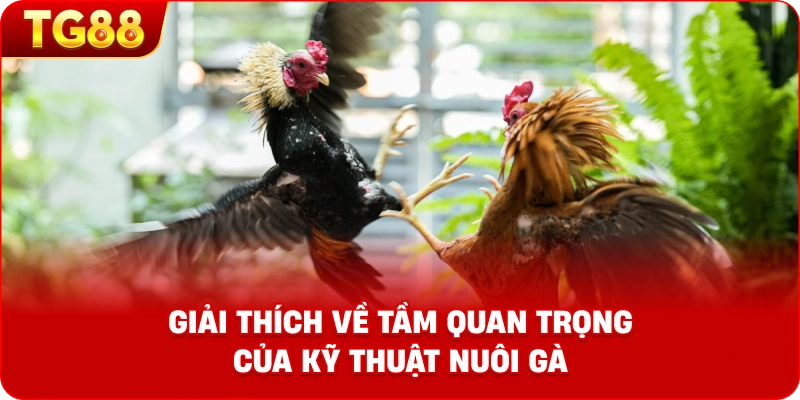 giải thích về tầm quan trọng của kỹ thuật nuôi gà.