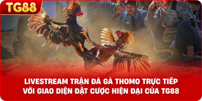 Hình ảnh livestream trận đá gà Thomo trực tiếp với giao diện đặt cược hiện đại của TG88